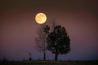 Harvest moon over two aspen trees.