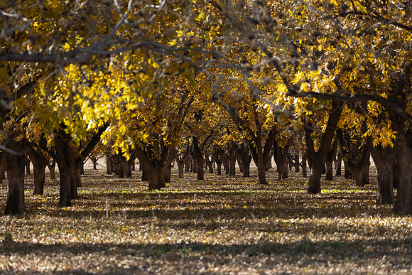 Pecan groves