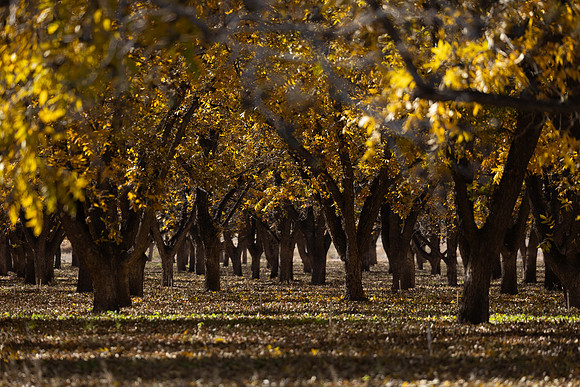 Pecan groves