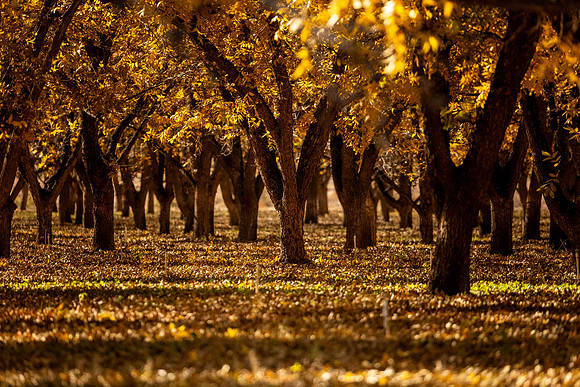 Pecan groves