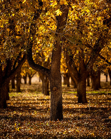 Pecan groves