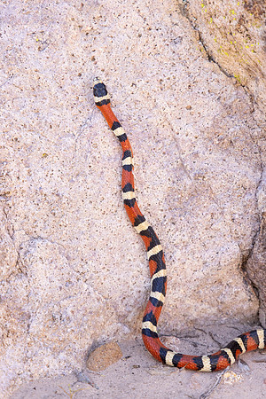 Arizona Mountain King Snake