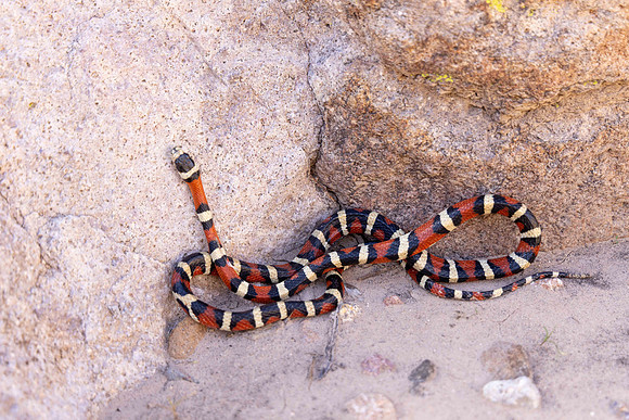 Arizona Mountain King Snake
