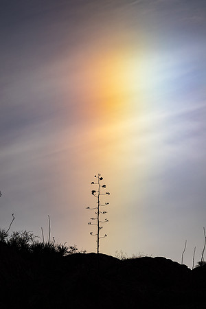 Sundog