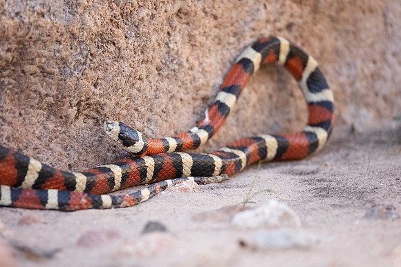 Arizona Mountain King Snake