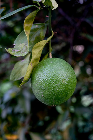 237 - Green Orange