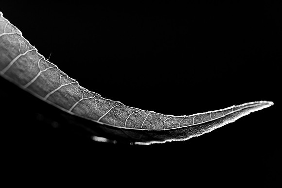 162 - Pecan Leaf