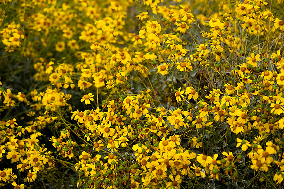 071 - Brittlebush