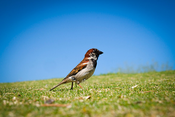 088 - Bird
