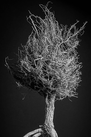 295 - Roots
