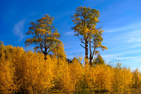 282 - Aspens