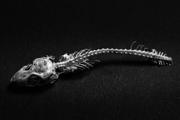 292 -  Momento Mori