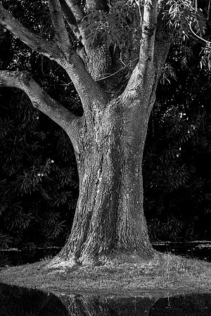 163 - Tree in Irrigation