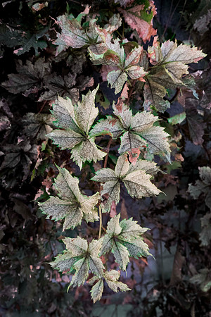 275 - Strange Leaves