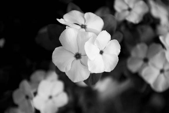 182 - Vinca