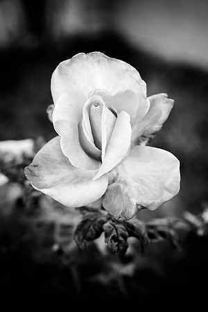 321 - Rose