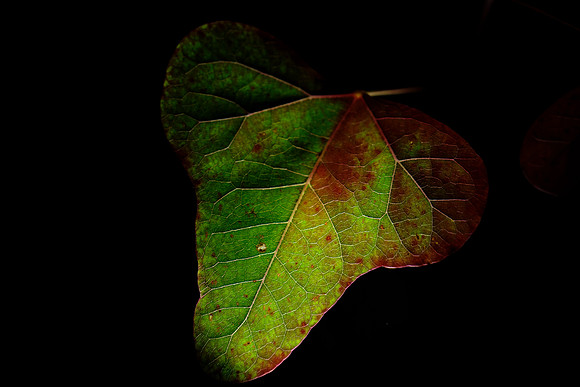 035 - Leaf