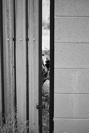 102 - Barking Dog & Gate