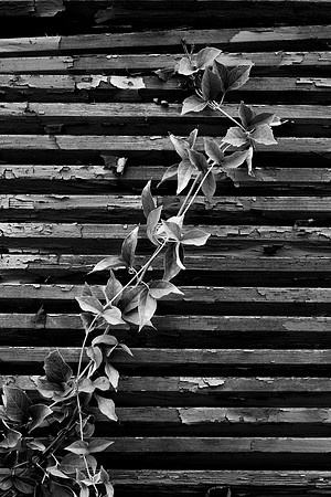 232 - Door Vines