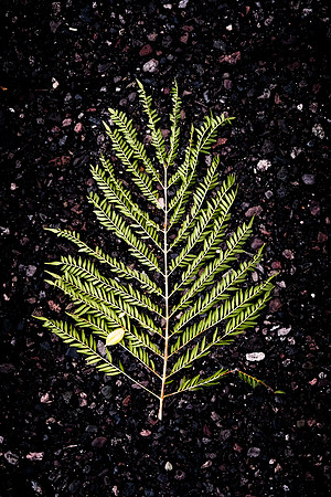 234 - Storm Fronds