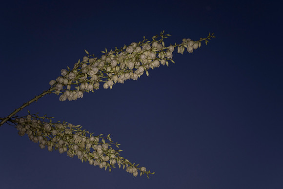 139 - Yucca Flowers