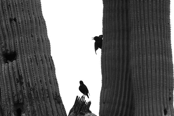 093  - Blackbirds