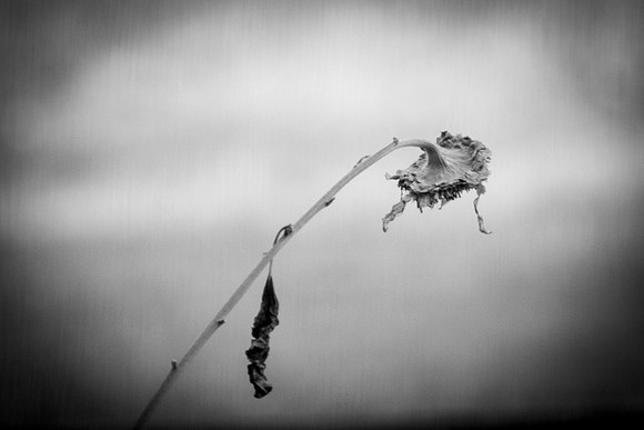 261 - Tired of Summer