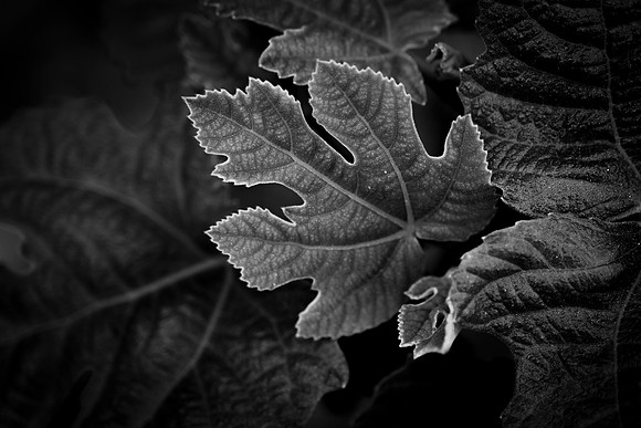 069  - Emergence
