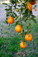 07 - Oranges