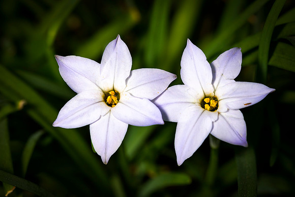 068 - Twins