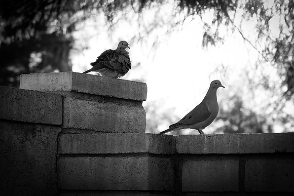 028 - Doves