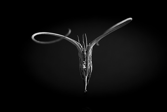 210 - Seedpod