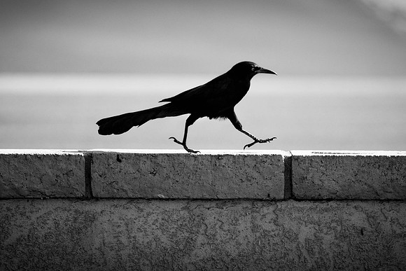313 - Bird Walk