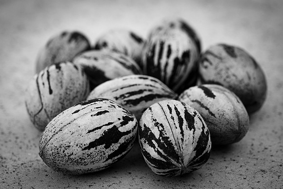036 - Pecan Harvest