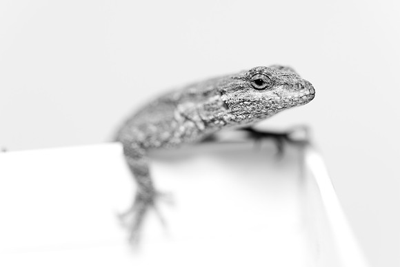 285 - Lizard