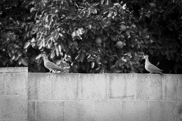 262 - Social Distancing