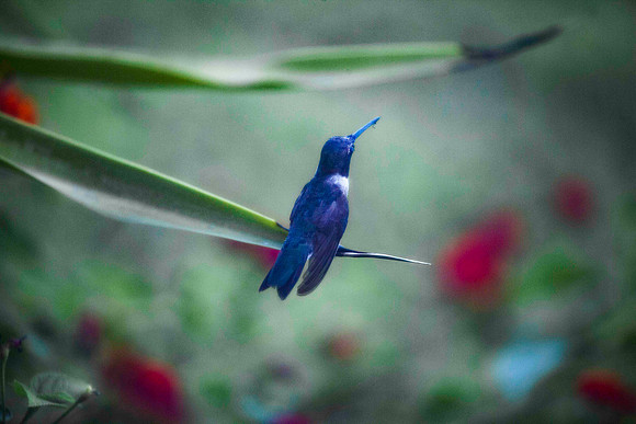 195 - Window Bird