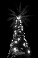 013 - Christmas Palm Tree