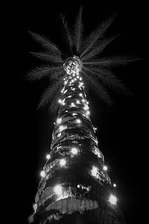 013 - Christmas Palm Tree
