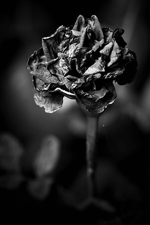 336 - Withered Rose