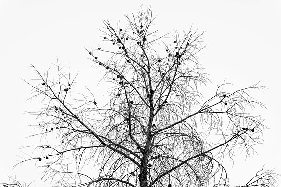 246 - Dead Pine