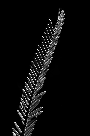 048 - Mesquite Leaf