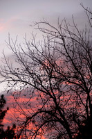 01 - Sunset and Pecan Trees