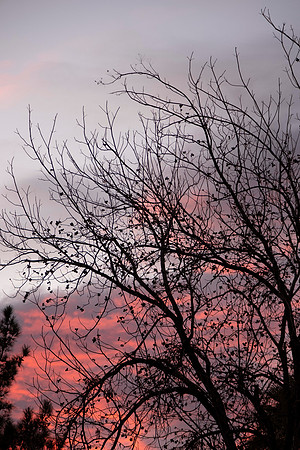 01 - Sunset and Pecan Trees