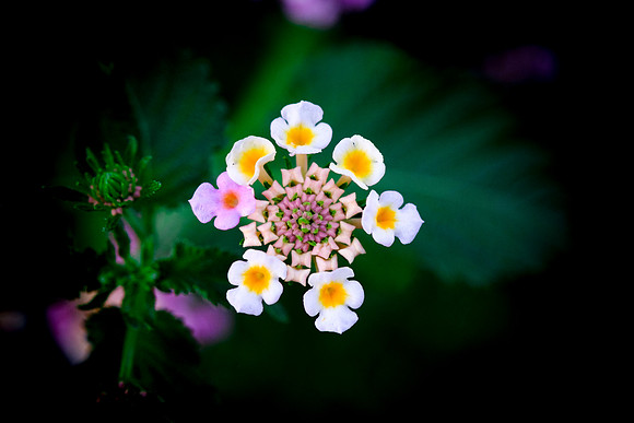274 - Lantana