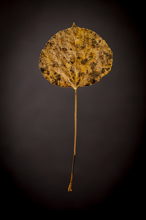 147 - Aspen Leaf