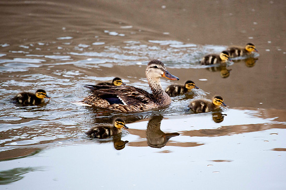 192 - Mama Duck and Ducklings