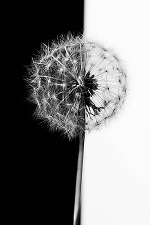 303 - Dandelion: Black and White