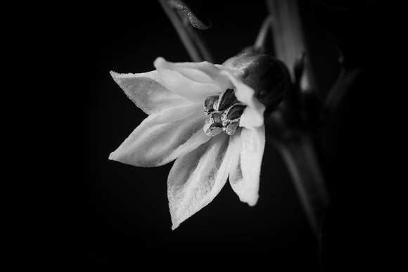 338 - Flower