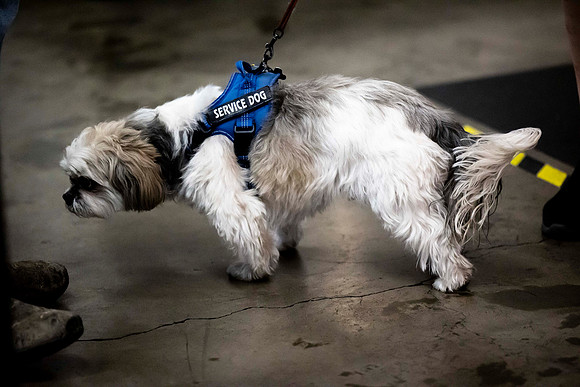 284 - Service Dog